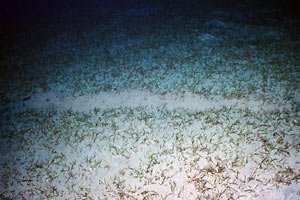 Seagrass