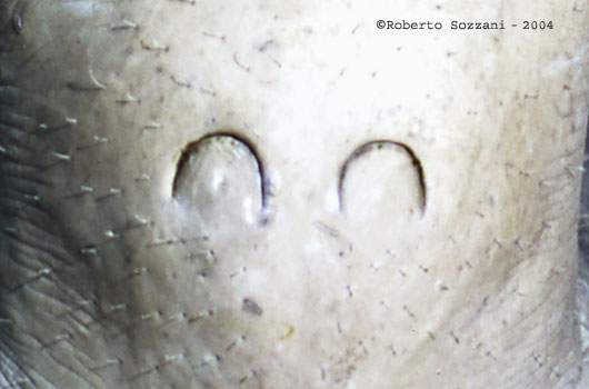 Dugong - nostrils detail