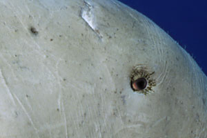 Dettagli: l'occhio e l'orecchio del dugongo