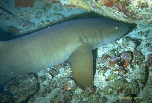 Nurse Shark, Squalo Nutrice, Ginglymostoma cirratum