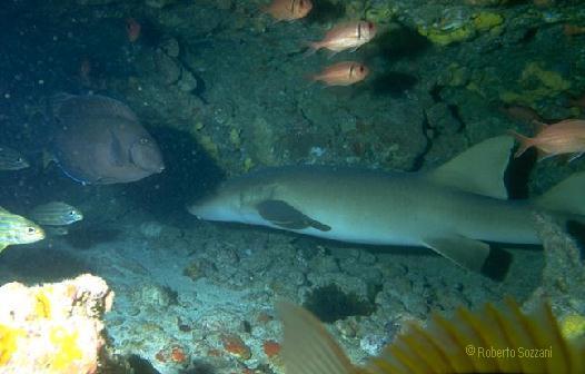 Nurse Shark, Squalo Nutrice, Ginglymostoma cirratum