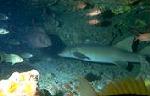 Nurse Shark - Fernando de Noronha