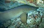 Nurse Shark - Fernando de Noronha