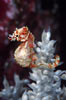 Pygmy Seahorse