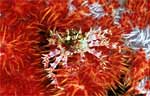 Soft coral crab