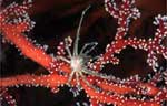 Soft coral crab