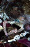 Decorator crab