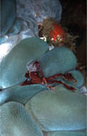 Hairy spider crab, Orang-utang Crab