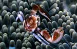 Anemone, Porcelain crab