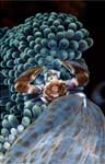 Anemone, Porcelain crab