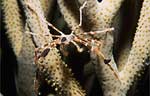 Spider crab