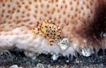 Sea cucumber crab