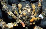 Decorator crab