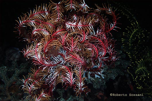 Crinoide - Feather Star