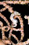 Pigmy Seahorse 'denise'