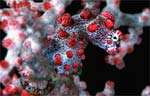 Pigmy Seahorse