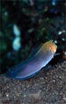 Blenny