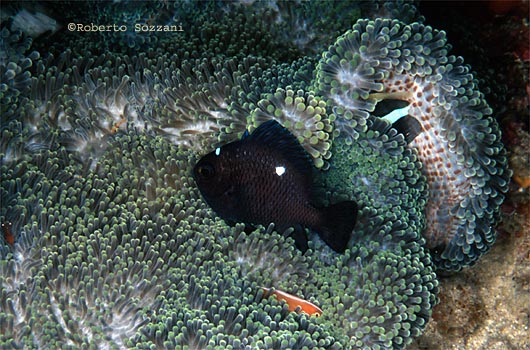 Dascyllus trimaculatus