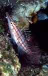 Longnose hawkfish