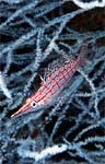 Longnose hawkfish