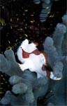 Warty frogfish