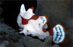 Warty frogfish