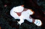 Warty frogfish