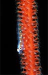 Whip coral goby