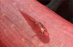 Soft coral Ghostgoby