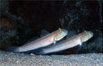 Orange-dashed goby