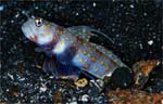 Spotted prawn-goby