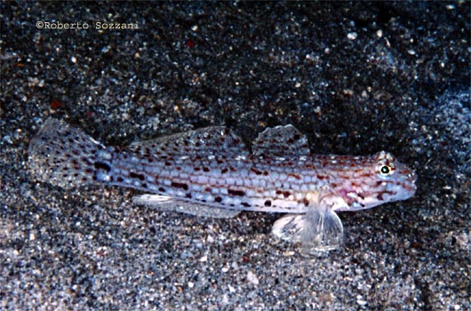 Istigobius decoratus