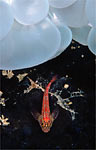 Tropical striped triplefin