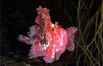 Leaf scorpionfish