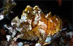 Leaf scorpionfish