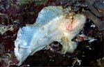 Leaf scorpionfish