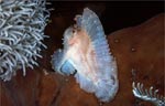 Leaf scorpionfish