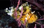 Leaf scorpionfish