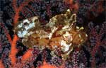 Leaf scorpionfish