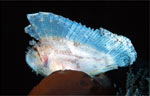 Leaf scorpionfish