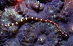 Brown-banded pipefish