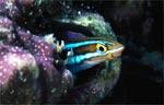 Bluestriped fangblenny