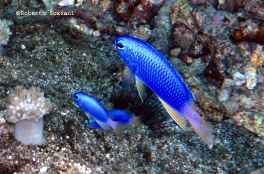 Pomacentrus coelestis