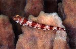 Red Marbled lizardfish