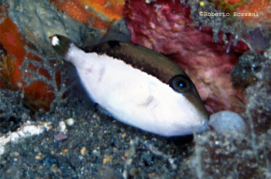 Sufflamen chrysopterus