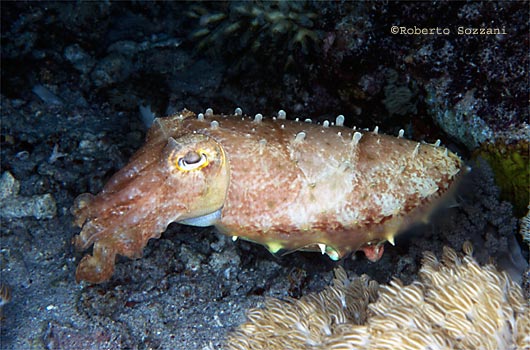 Sepia latimanus