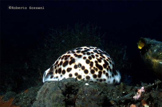 Cypraea tigris