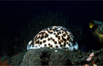 Tiger cowry