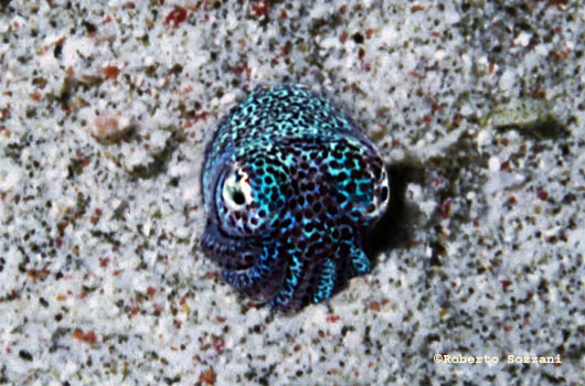Euprymna berryi