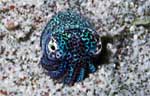 Berry's Bobtail Squid